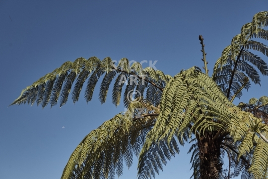 Black New Zealand tree fern - Mamaku - Black New Zealand tree fern (Mamaku, Cyathea medullaris) and a radiant blue sky in the background                               