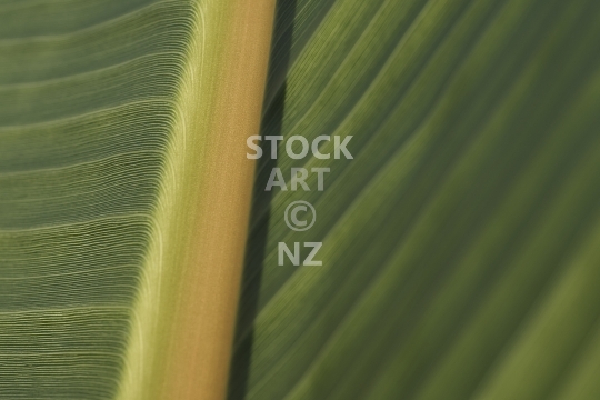 Closeup of a green banana palm leaf