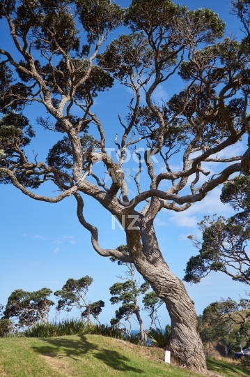 Coastal pohutukawa tree in Northland