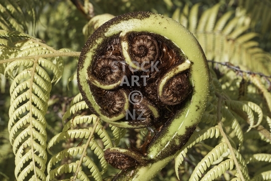Koru - unfurling frond of a New Zealand black tree fern (Mamaku) - A koru is the Maori symbol for new beginnings                               
