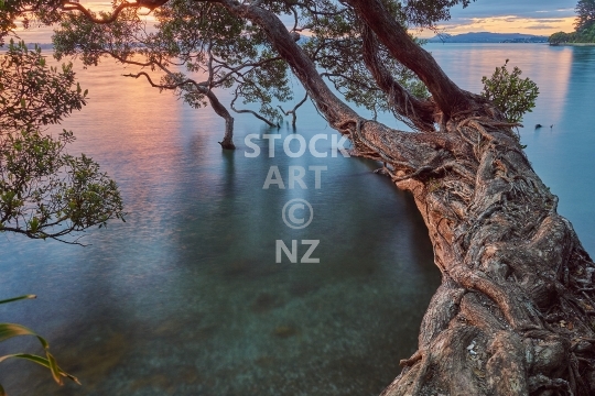 Large New Zealand pohutukawa tree 
