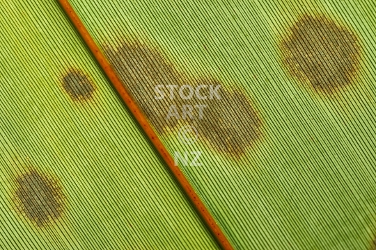 Macro view of a stained flax blade - New Zealand flax leaf - phormium tenax