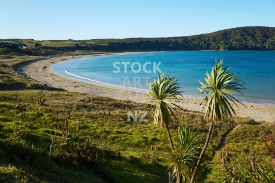 Matai Bay and cabbage tree in the Far North