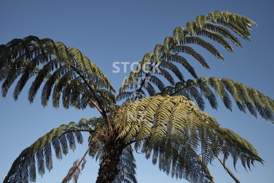 New Zealand Black tree fern - Mamaku - Cyathea medullaris, with blue sky at sunset