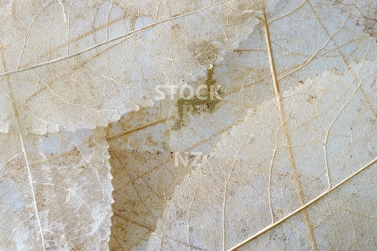 New Zealand whiteywood leaves background