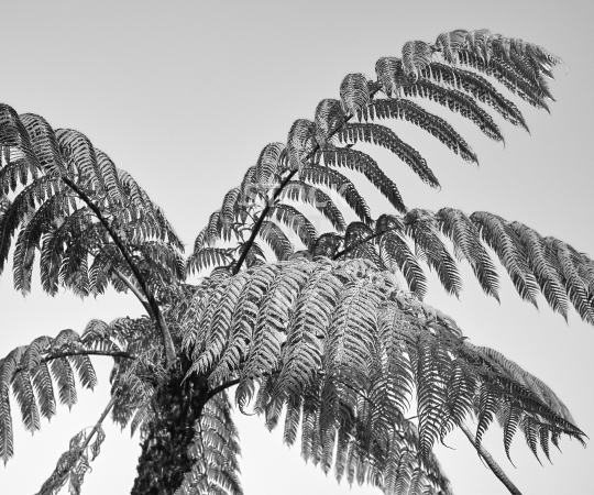 Splashback photo: Black tree fern - New Zealand Mamaku - Black & white kitchen splashback picture for standard size 900 x 750 mm