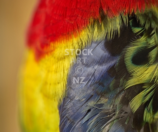Splashback photo: Colourful yellow, red and blue Eastern Rosella parrot feathers - Kitchen splashback picture for standard size 900 x 750 mm - Macro closeup
