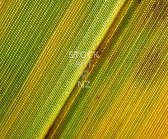 Splashback photo: Macro of NZ flax leaf