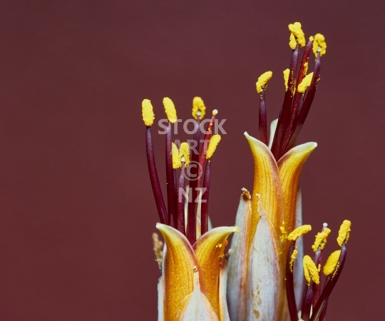 Splashback photo: New Zealand flax flowers - Kitchen splashback photo for standard size 900 x 750 mm - macro closeup of the flowers<br>
