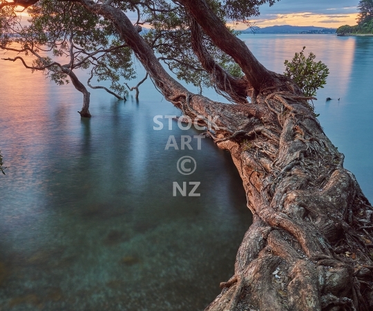 Splashback photo: New Zealand pohutukawa tree over the water at sunset - Kitchen splashback picture for standard size 900 x 750 mm - Tamaterau beach, Whangarei Harbour, Northland<br>
