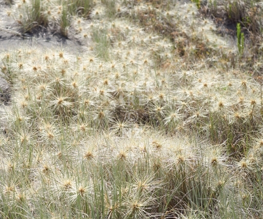 Splashback photo: spinifex grass on beach dunes