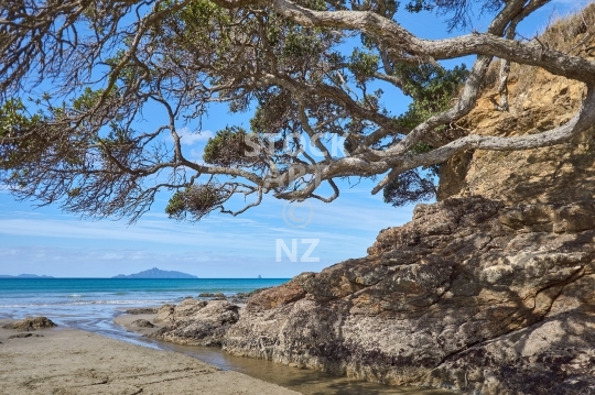 Waipu Cove beach estuary with pohutukawa tree - Northland, New Zealand