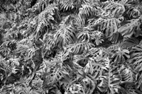 Black &  white - Monochrome photography with an artistic touch<br>