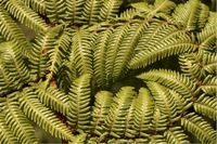 New Zealand plants - The unique and wonderful world of New Zealand plant life<br>