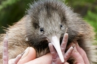 New Zealand animals - The unique animals who have evolved in Aotearoa over the last 80 million years<br>