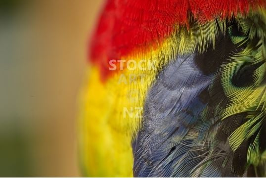 Rosella parrot - abstract colourful feathers stock photo