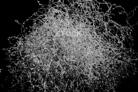 Black & white photography - New Zealand Muehlenbeckia plant inside a cave