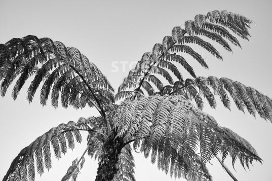 Black & white photography - black NZ tree fern