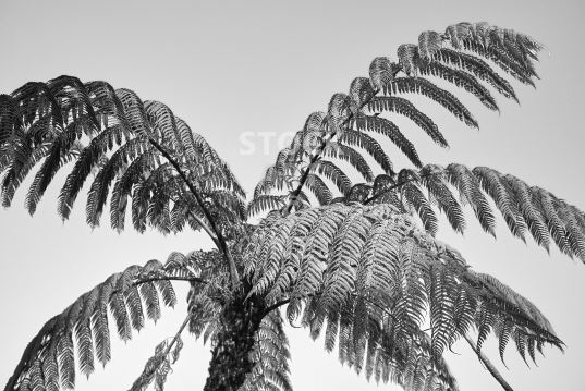 New Zealand tree fern wall art stock photo