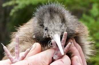 Baby Kiwi
chick