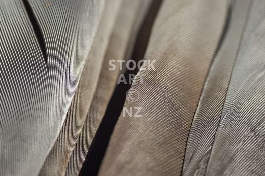 Desktop wallpaper - New Zealand wood pigeon or kereru feathers