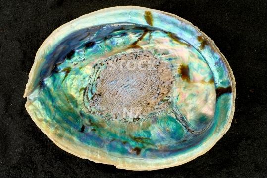 Desktop wallpaper - New Zealand paua shell on black sand