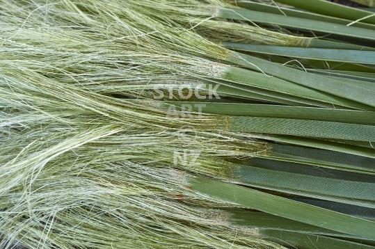 Flax weaving stock images - muka processing