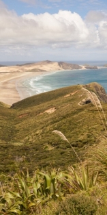 New Zealand mobile wallpaper - Northland beach scene