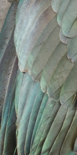 Kereru/Wood pigeon feathers - NZ phone background