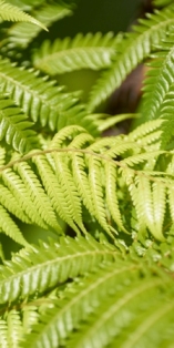 New Zealand mobile wallpaper - tree fern fronds closeup