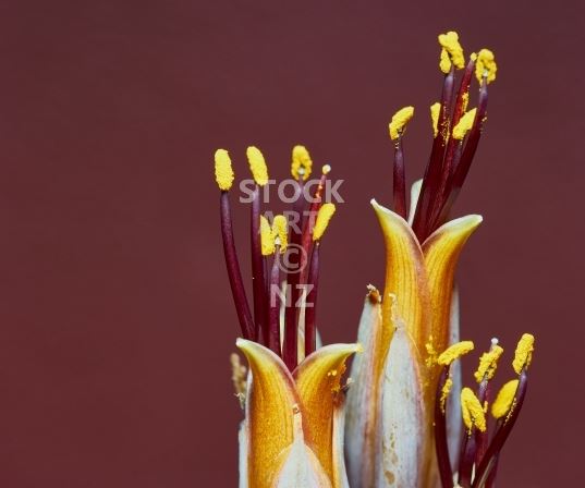 Kitchen splashback photo - New Zealand flax flowers