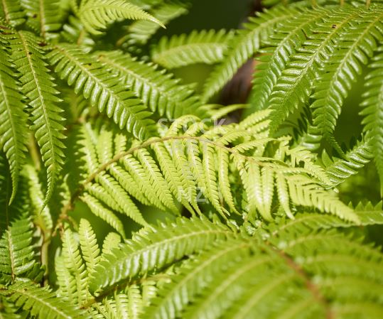 Kitchen splashback photo - New Zealand nature - green tree fern fronds