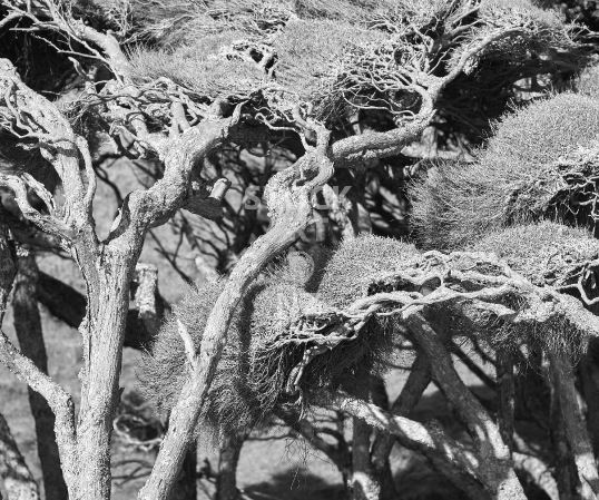 New Zealand tea trees in black & whitesplashback photo