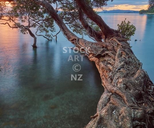 Kitchen splashback photo - New Zealand pohutukawa tree on the beach