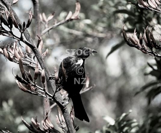 Kitchen splashback photo - New Zealand tui bird