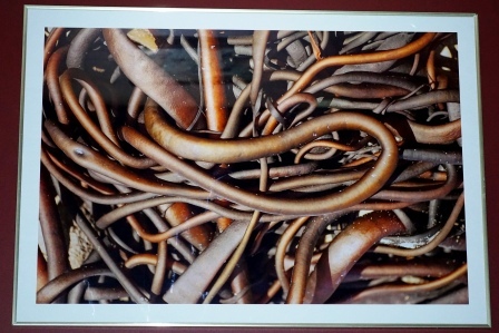 Wall art photo of New Zealand bull kelp