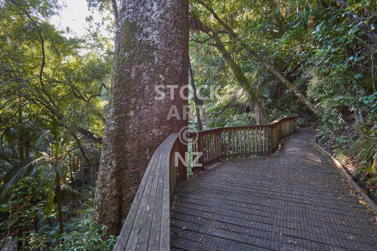 A H Reed Park Whangarei - big Kauri tree - Walking tracks close to the city