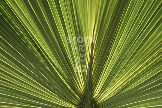 Abstract detail of a fan palm leaf - Chinese windmill palm in New Zealand