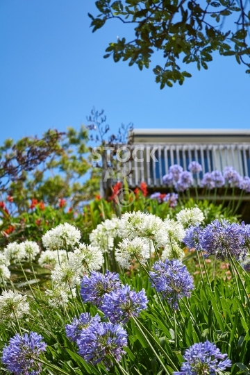 Agapanthus flowers in summer
