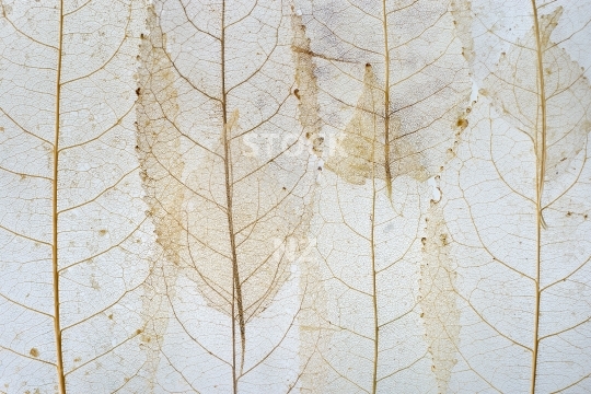 Background - white mahoe or whiteywood leaves 