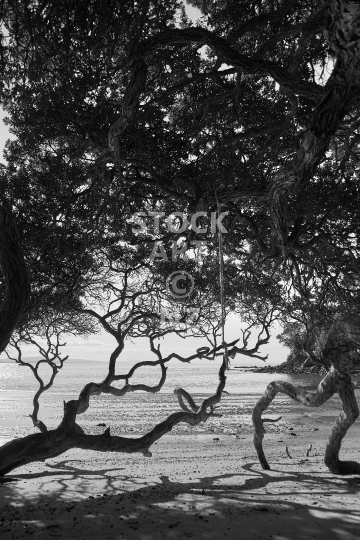 Beach Pohutukawa silhouette - Black & white photo of intricate Pohutukawa tree branches and a swing - Langs Beach, Northland NZ