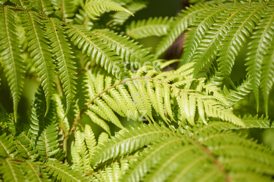 Beautiful closeup of dense green tree fern leaves