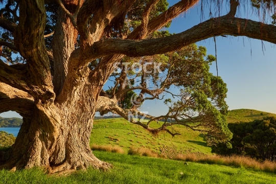 Beautiful Pohutukawa tree  - Large tree before sunset on Urupukapuka Island, Bay of Islands, Northland NZ
