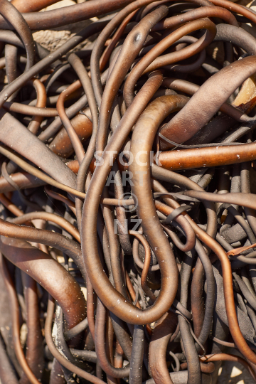 Beautiful washed up bull kelp on a New Zealand beach - Abstract nature background ideal for wall art and poster prints