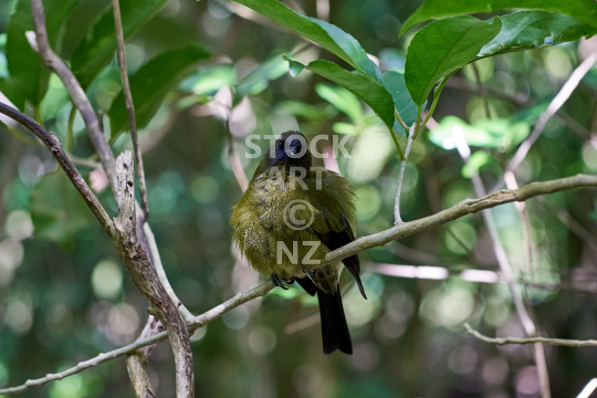 Bellbird - New Zealand - On Tiritiri Matangi Island - see separate cropped 800 pixel version