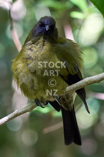 Bellbird - Korimako sitting on a branch on Tiritiri Matangi Island - cropped closeup to 800 pixel