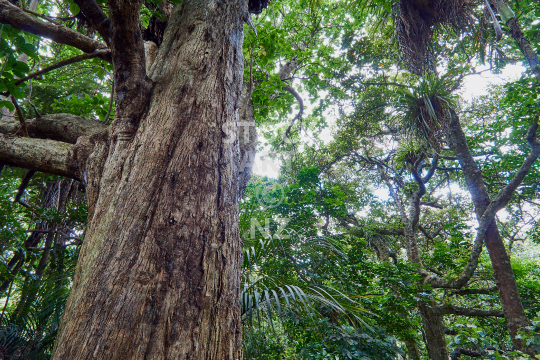 Big old Puriri tree in New Zealand native bush 