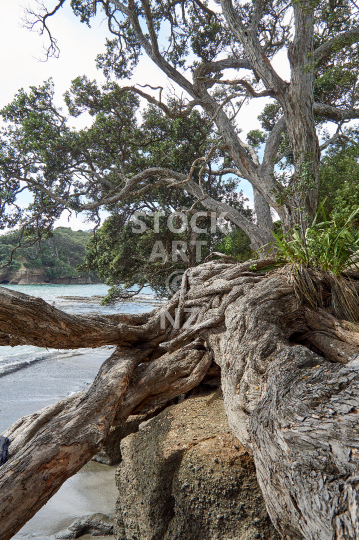 Big Pohutukawa tree on a beach - On the beach opposite Goat Island, Auckland NZ