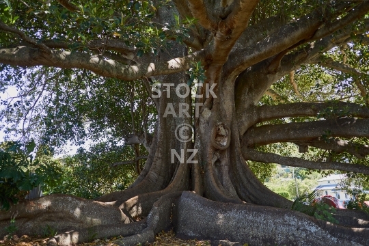 Biggest Moreton Bay fig tree in New Zealand - Giant tree on the waterfront of Pahi on the Kaipara Harbour, Northland