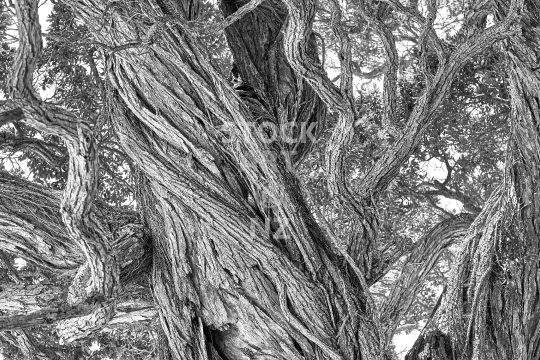 Black and white Pohutukawa